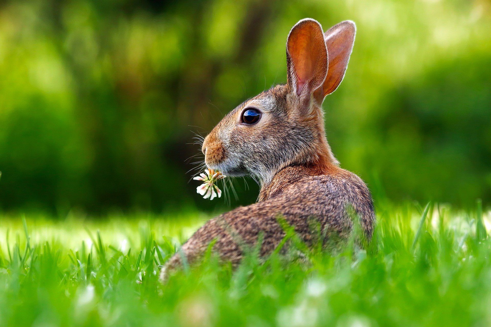 rabbit-lying-in-grass-eating-clover-organiclawnfertilizers.com